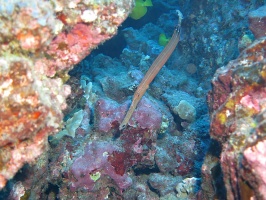 19 Trumpetfish IMG 2289